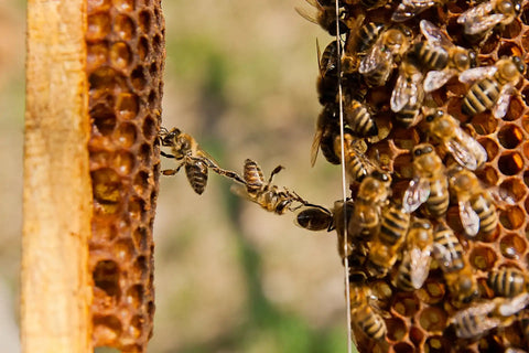 honeystickers Partner and cooperation Bees on a honeycomb structure with a blurred natural background