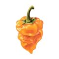 honeystickers_libary_Habanero_03