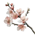 honeystickers_libary_Mandorle_01_tiny