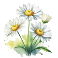 honeystickers_libary_Margerite_03